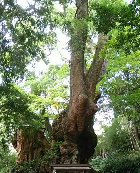 日本で2番目に大きい大楠の画像